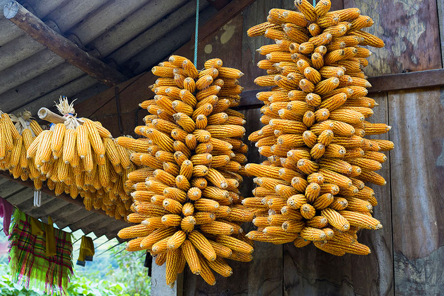 Maize hanging from a roof.