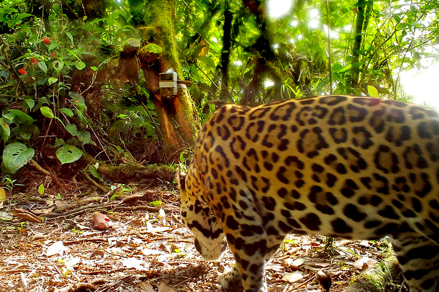 An image from a monitoring camera captures a jaguar in the jungle. 