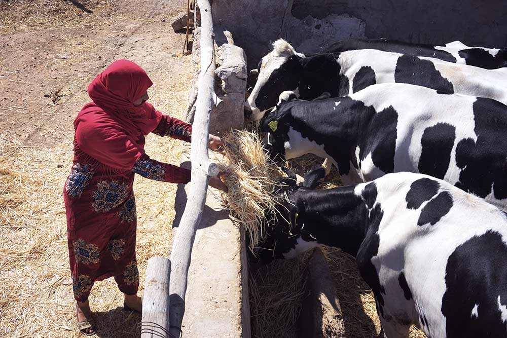 Una mujer cuida de las vacas. 