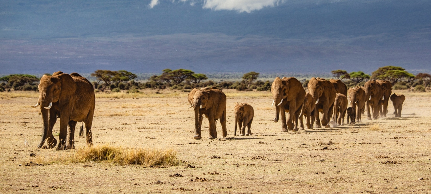 Des éléphants devant le Kilimanjaro