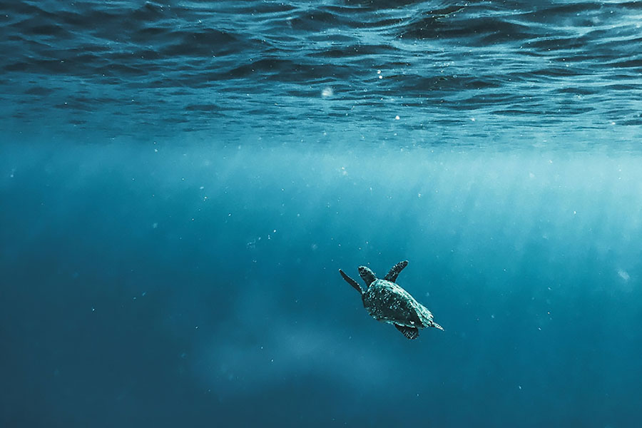 Une tortue sous-marine nage vers la surface de l'eau.