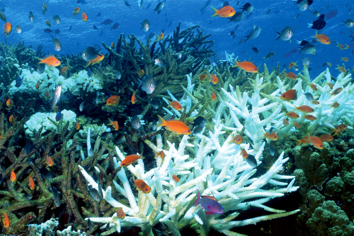Ocean life, fish and coral, underwater.