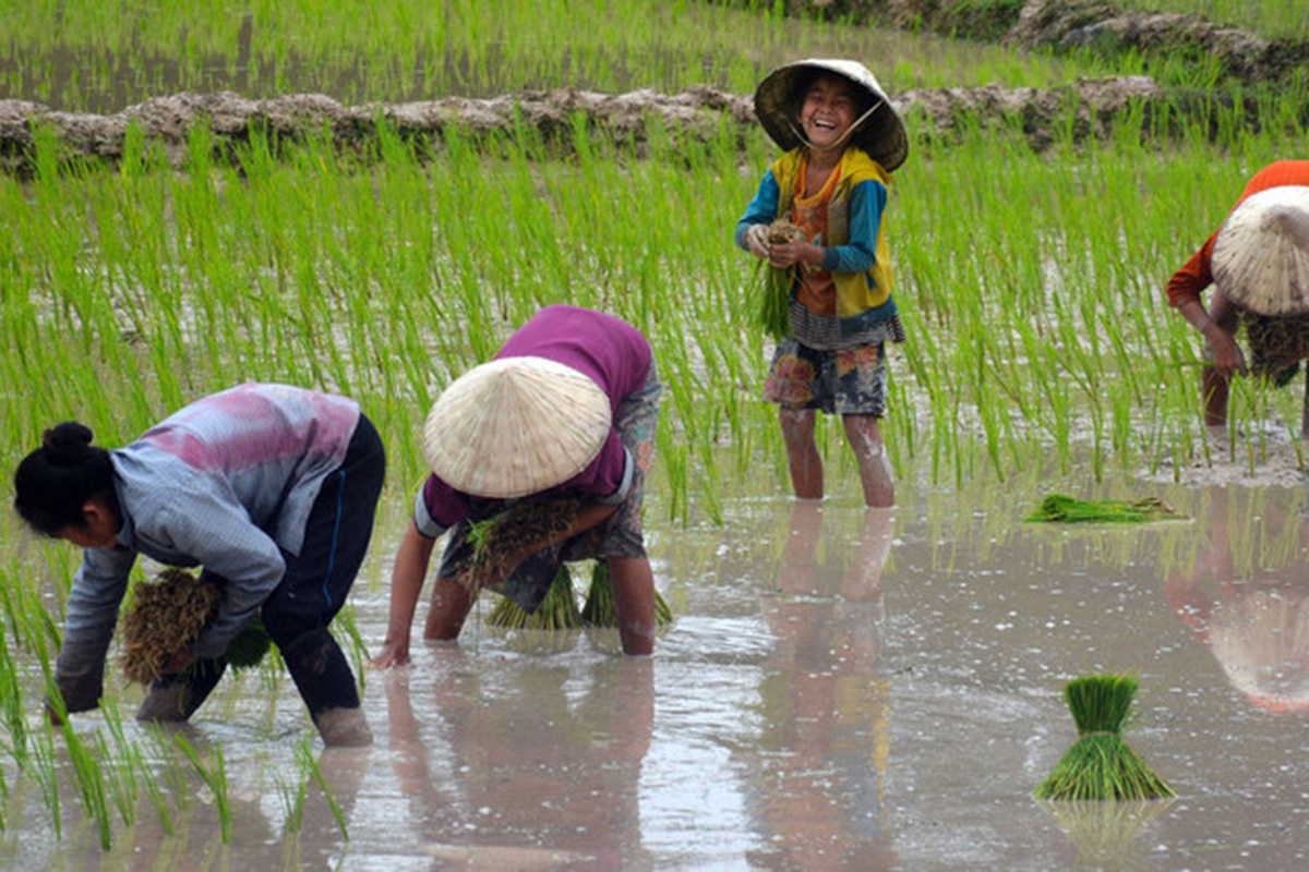 Boy in a rice field laughing while others tend to the field. 