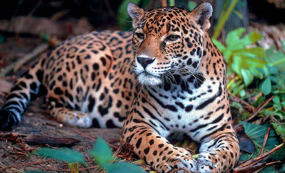 close-up of jaguar resting in the jungle