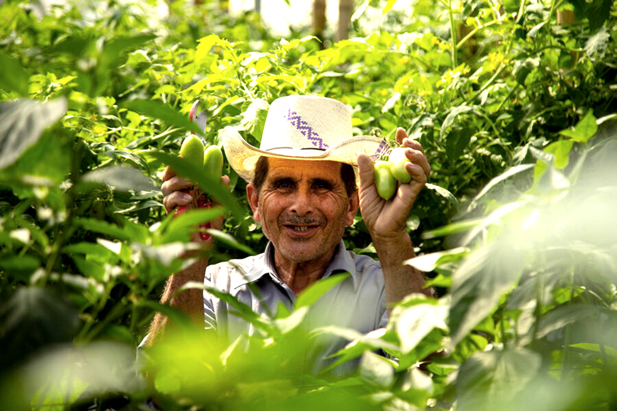 A smiling man holds up chilli peppers amid the plants.