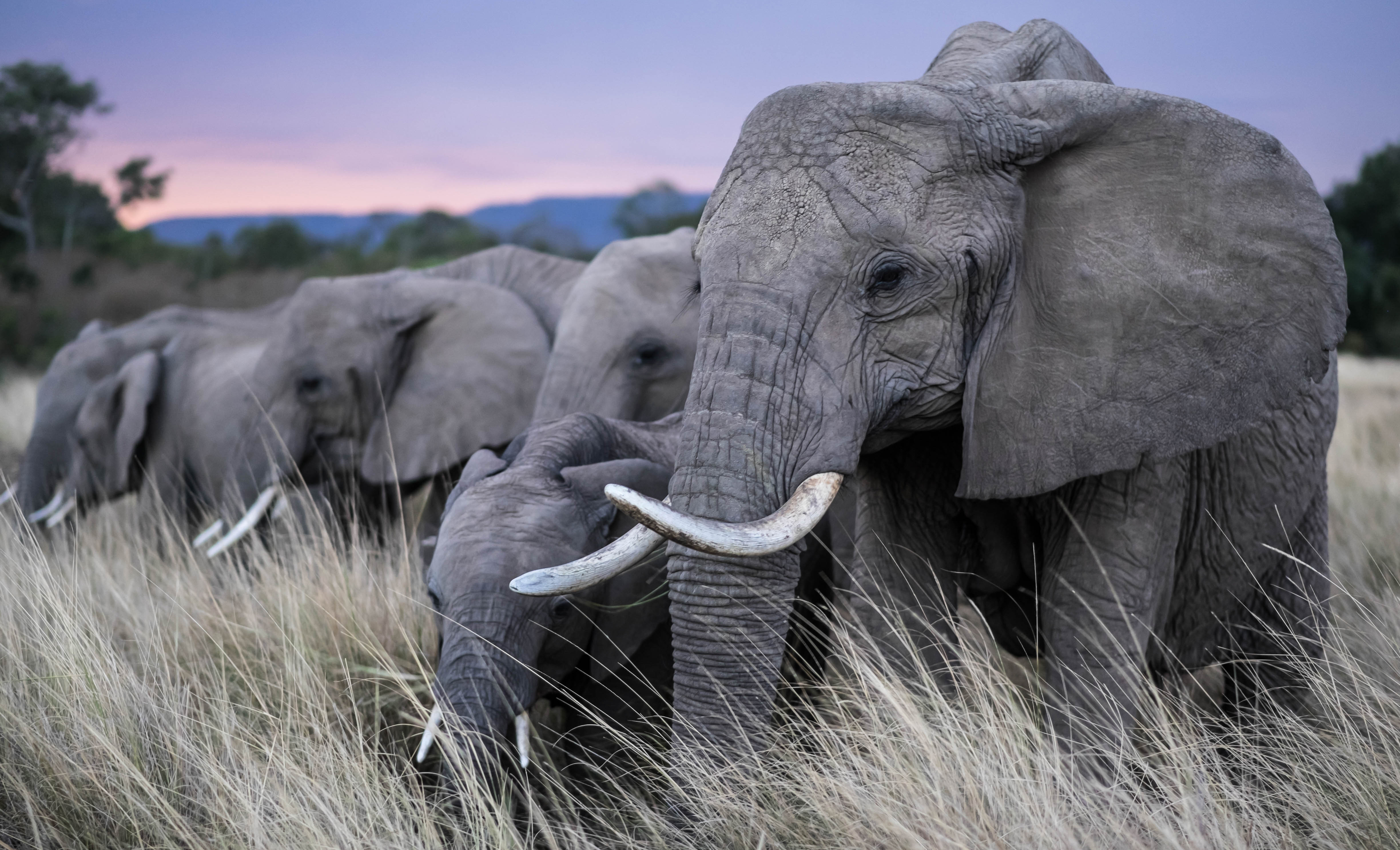 A group of elephants around tall grasses