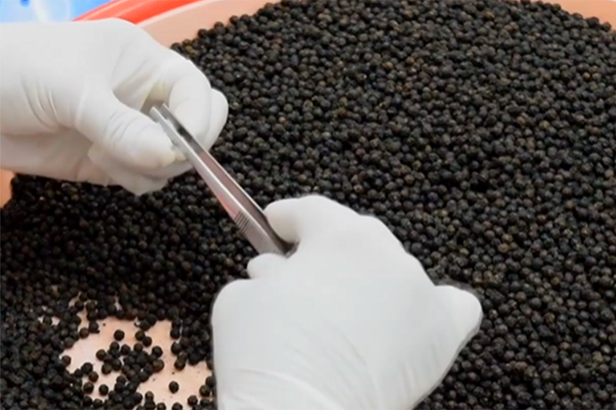 Hands selecting pepper seeds with tweezers. 