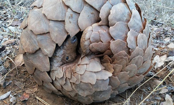 curled up pangolin