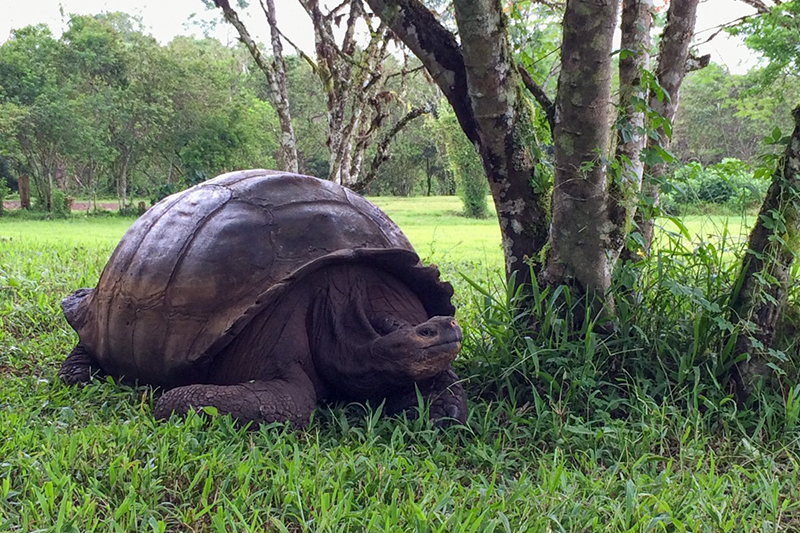 Galapagos tortoise.