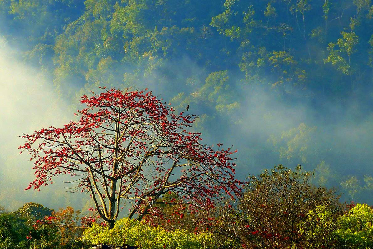 A forest in the mist