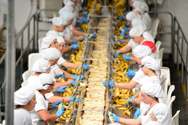 Workers stand facing a conveyor belt processing bananas.