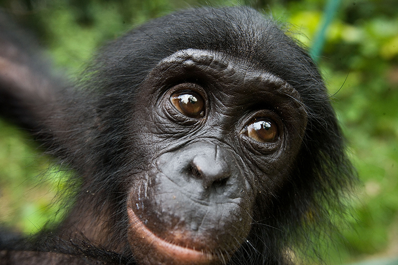 closeup of bonobo
