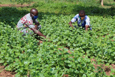 Two people working in a farm patch. 