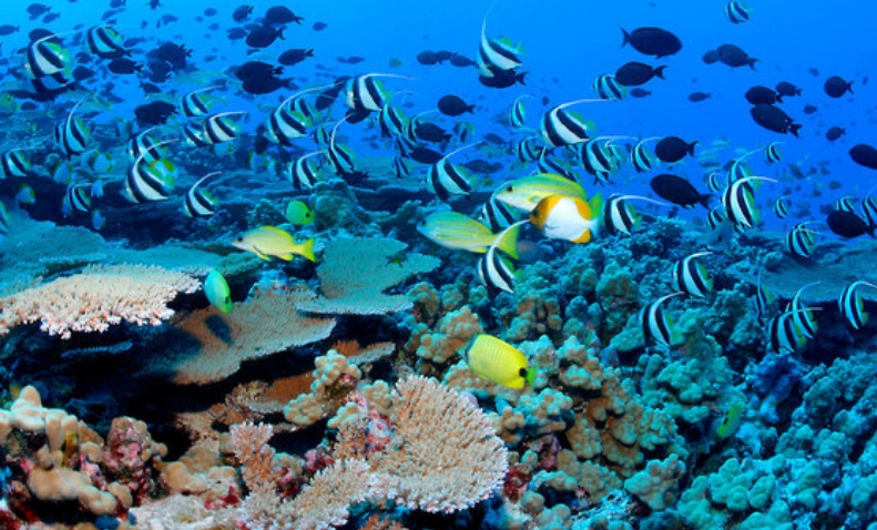 Reef fish and corals in the waters of the Seychelles archipelago.