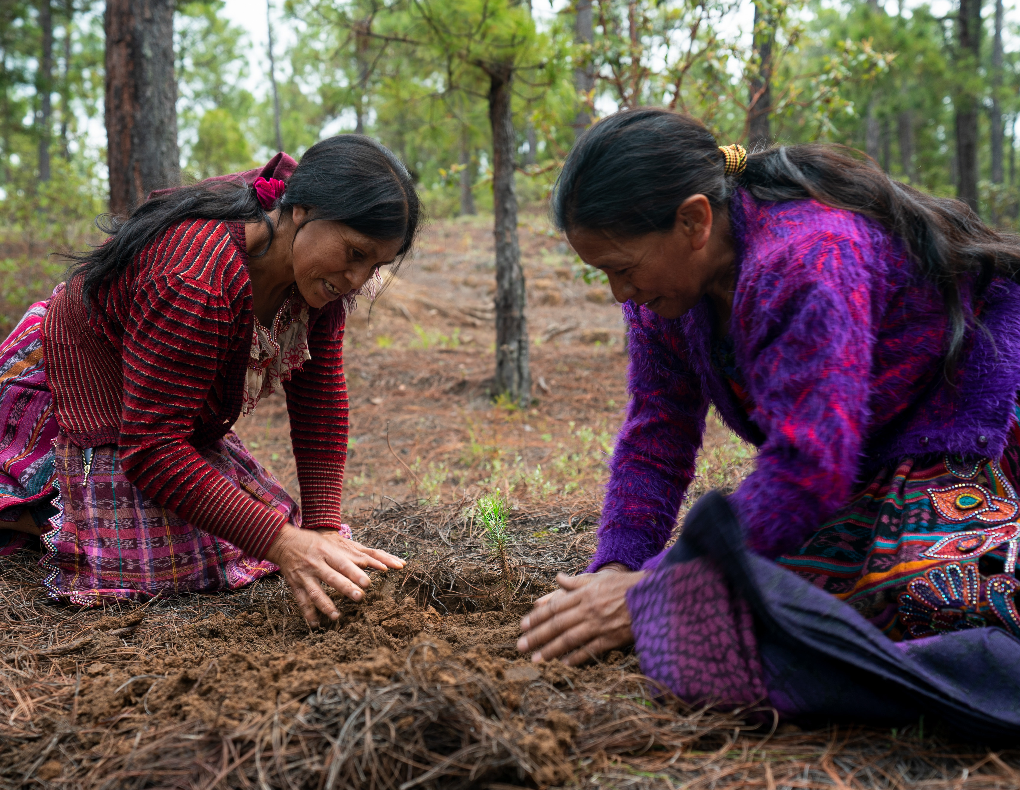 Two women in indigenous dress kneel on the ground to plant a seedling. 