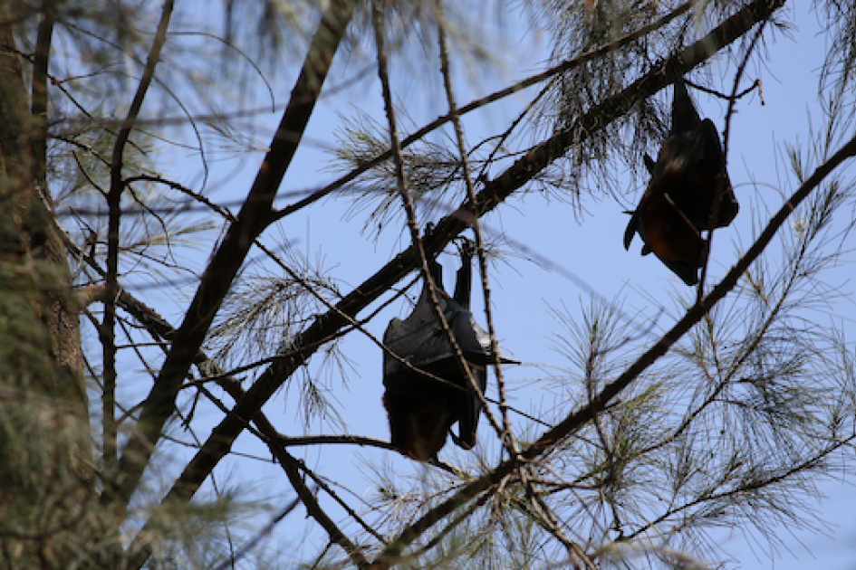 bats in trees 