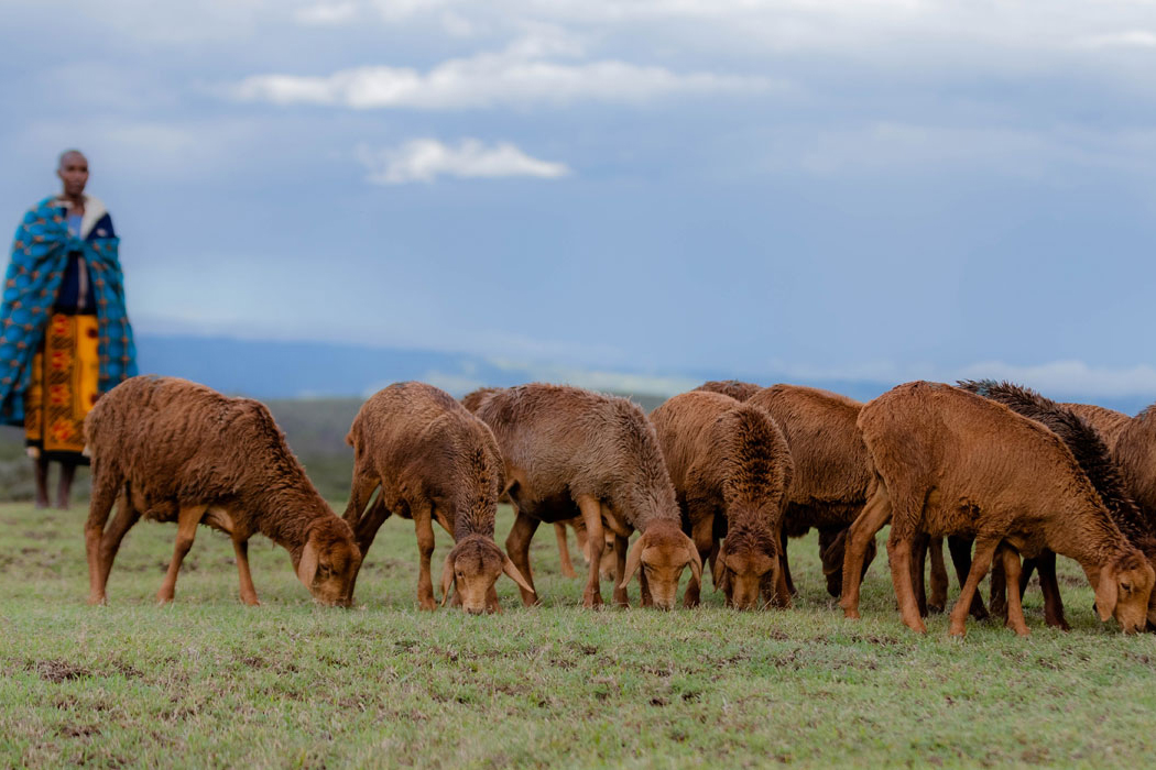 Masai man herding a flock of Red Maasai sheep.