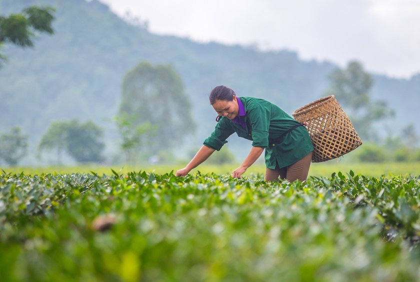 A woman picks tea leaves in a field.