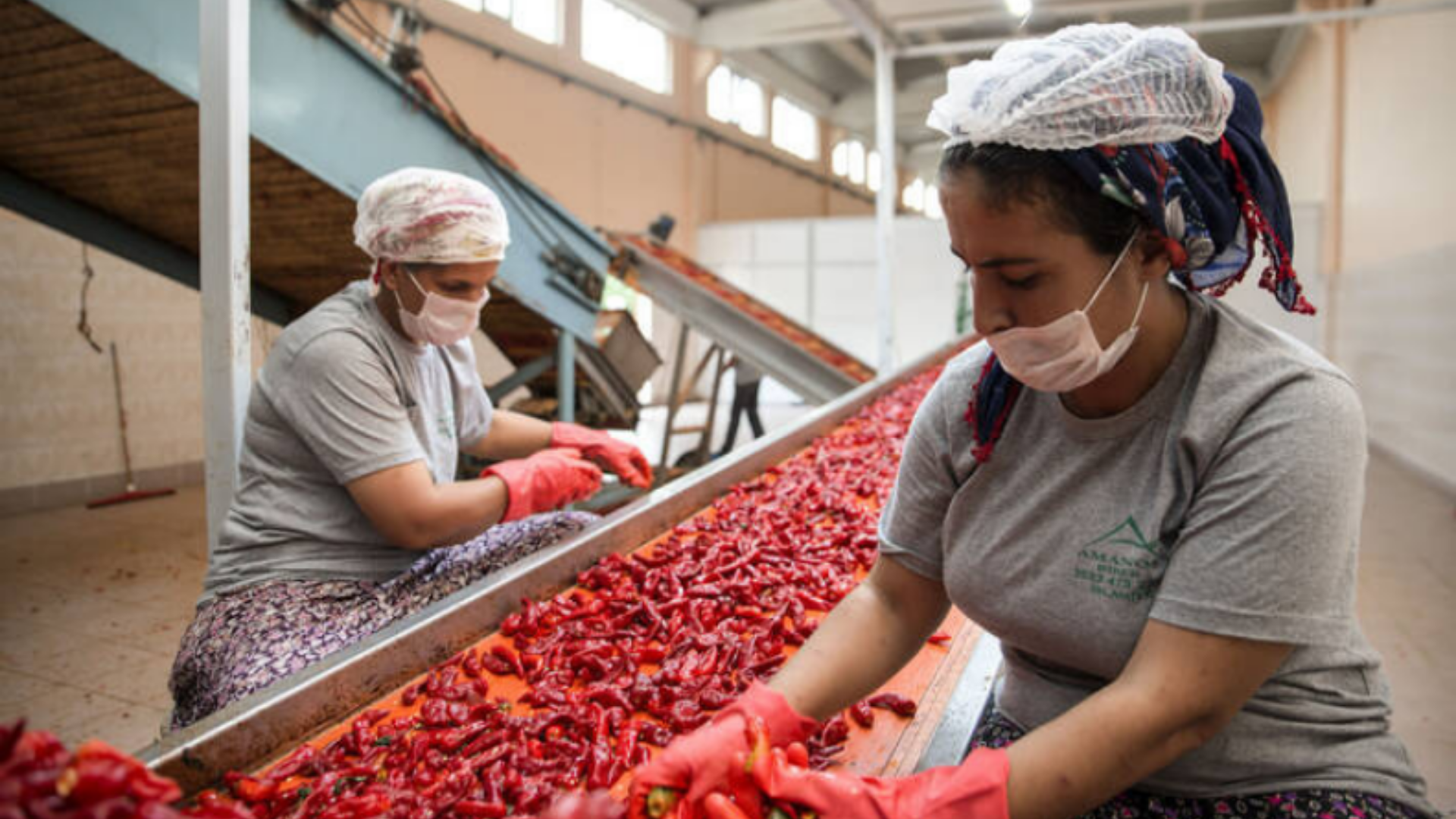 Processing peppers in Turkey