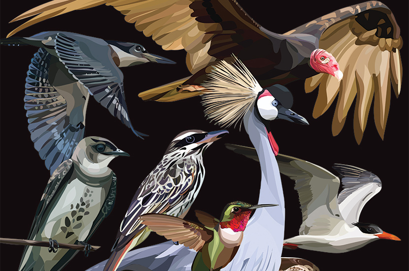 poster with many species of migratory birds