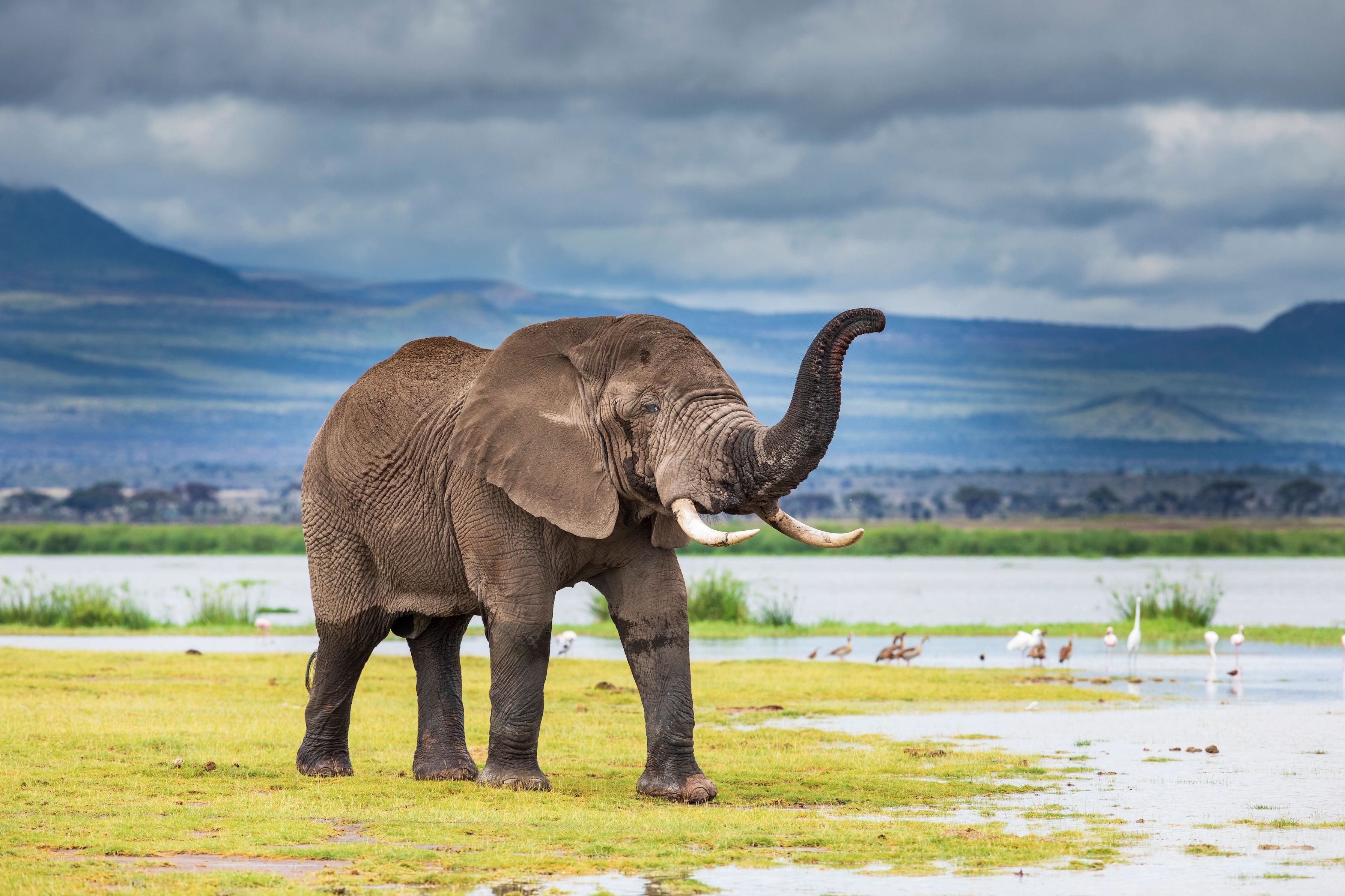 African elephant