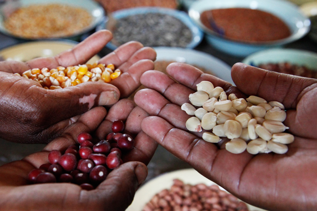 Open hands holding pulses and seeds.