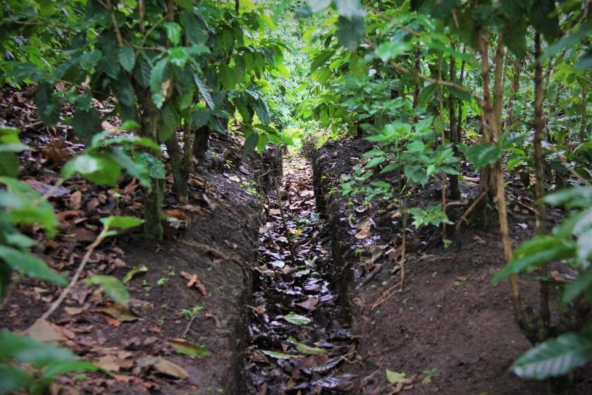 Supported by UNEP, infiltration ditches were built by the CityAdapt project in coffee farms in San Salvador to reduce flooding.