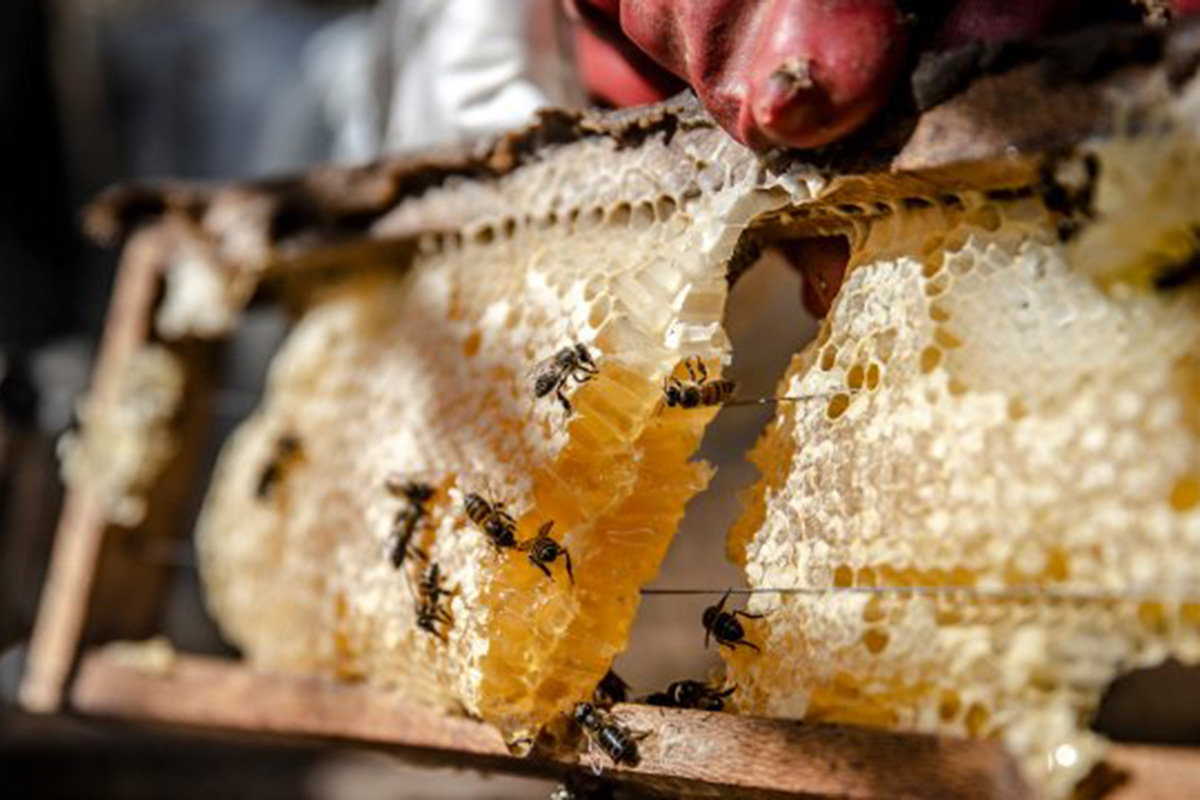 Bees on a honey comb
