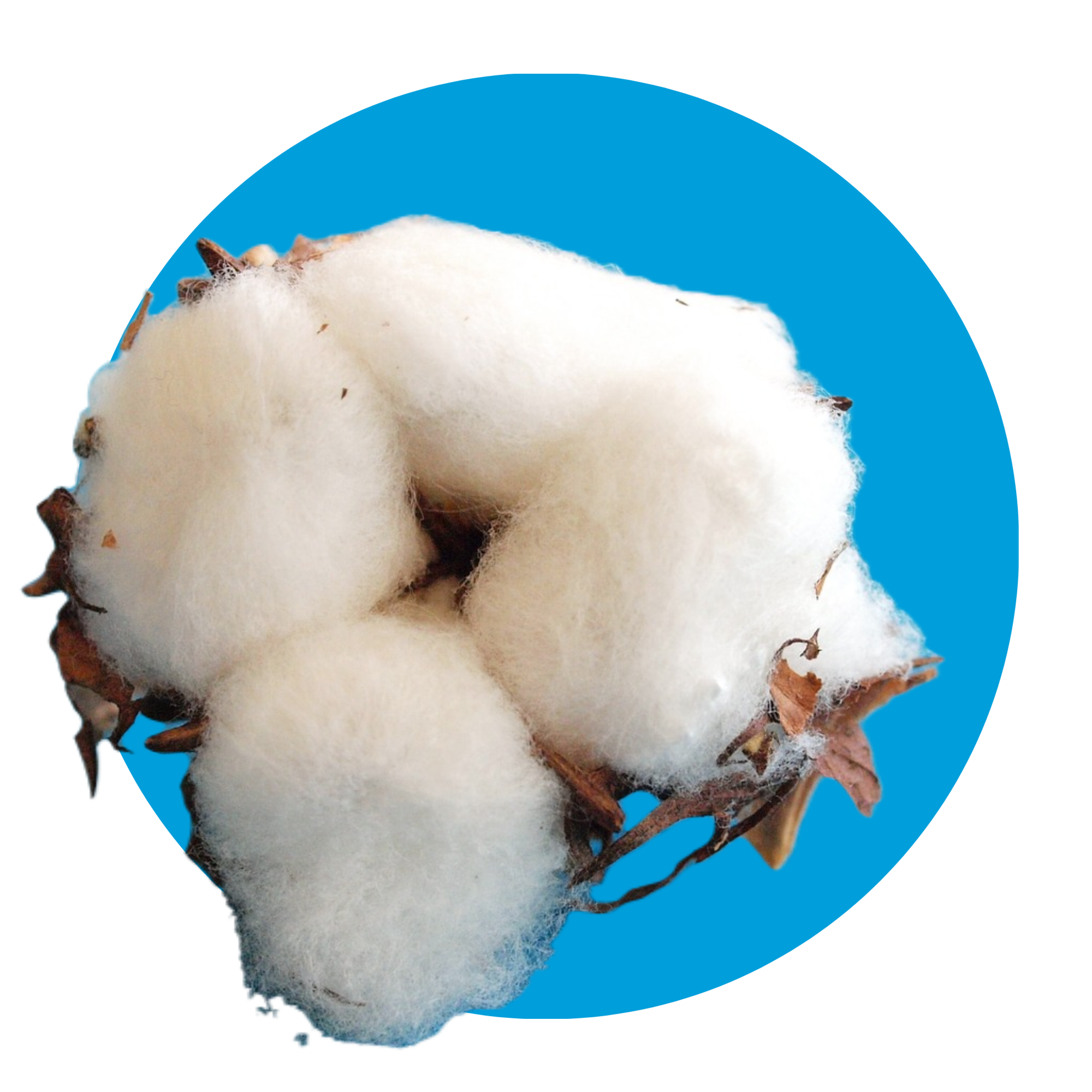 World Cotton Day: History and Significance - Times of India