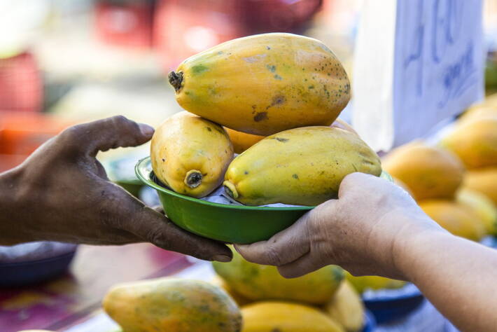 hands holding plate of papayas