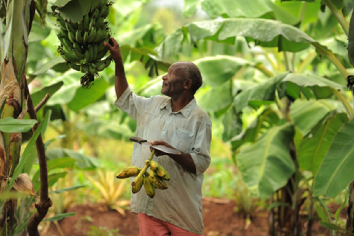 man harvesting bananas 