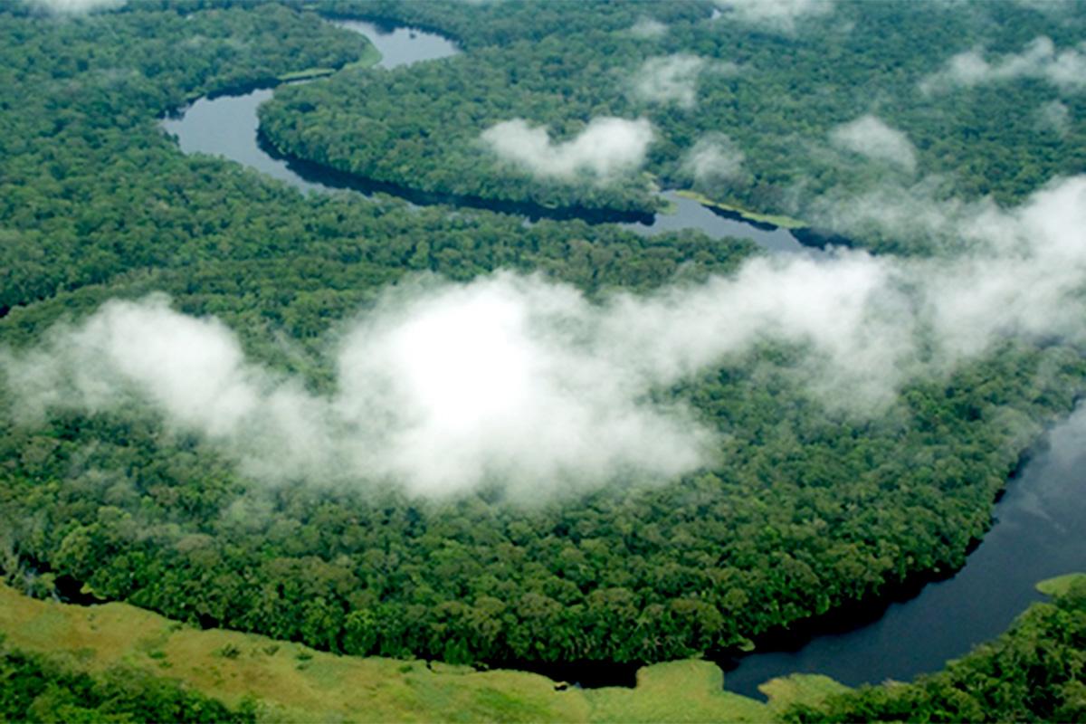 A forest viewed form above. 