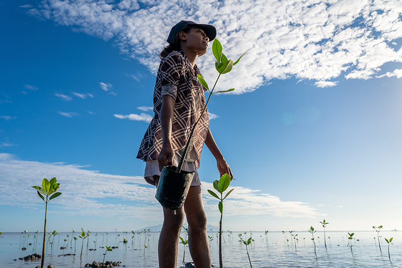 woman planting mangroves