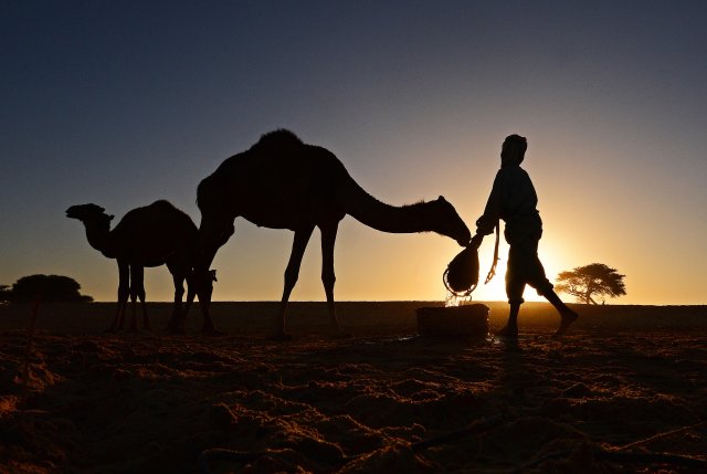 silhouettes of man and camels