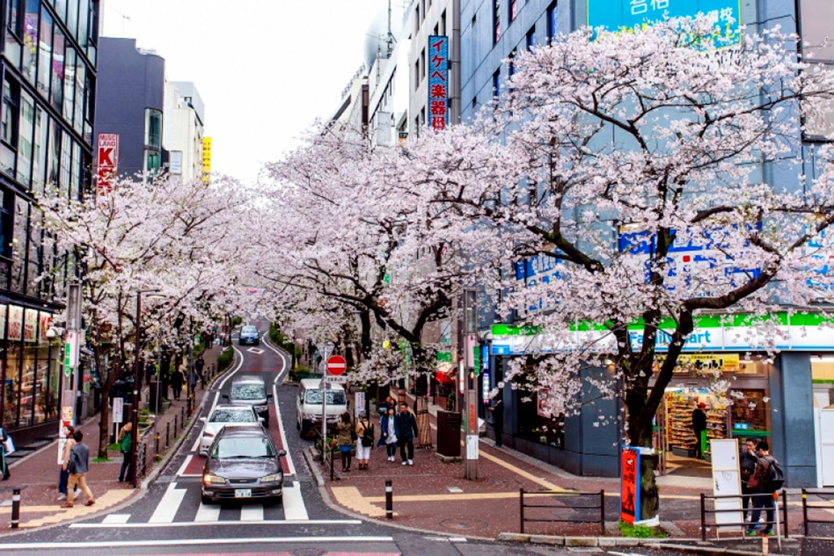 Cherry blossoms in a city in full bloom 