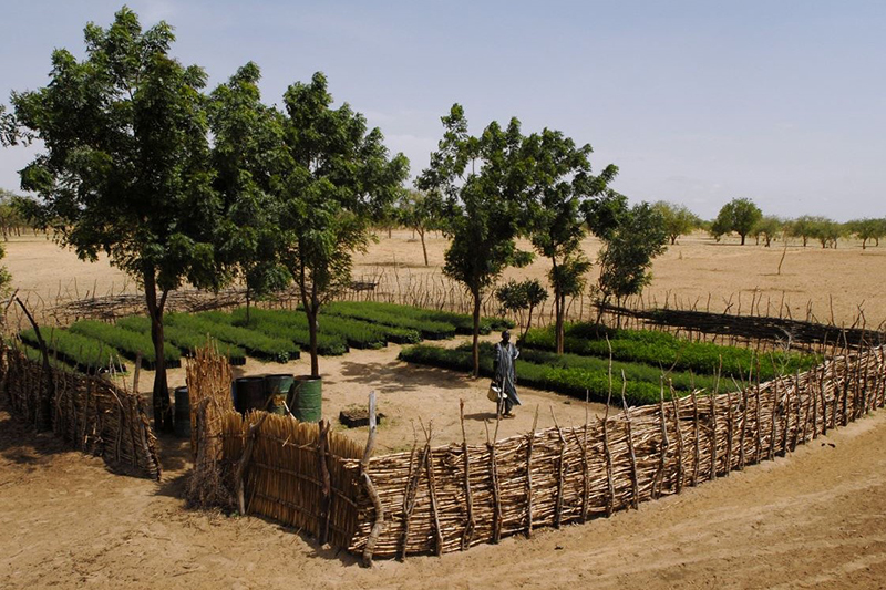 fence-enclosed plants and trees