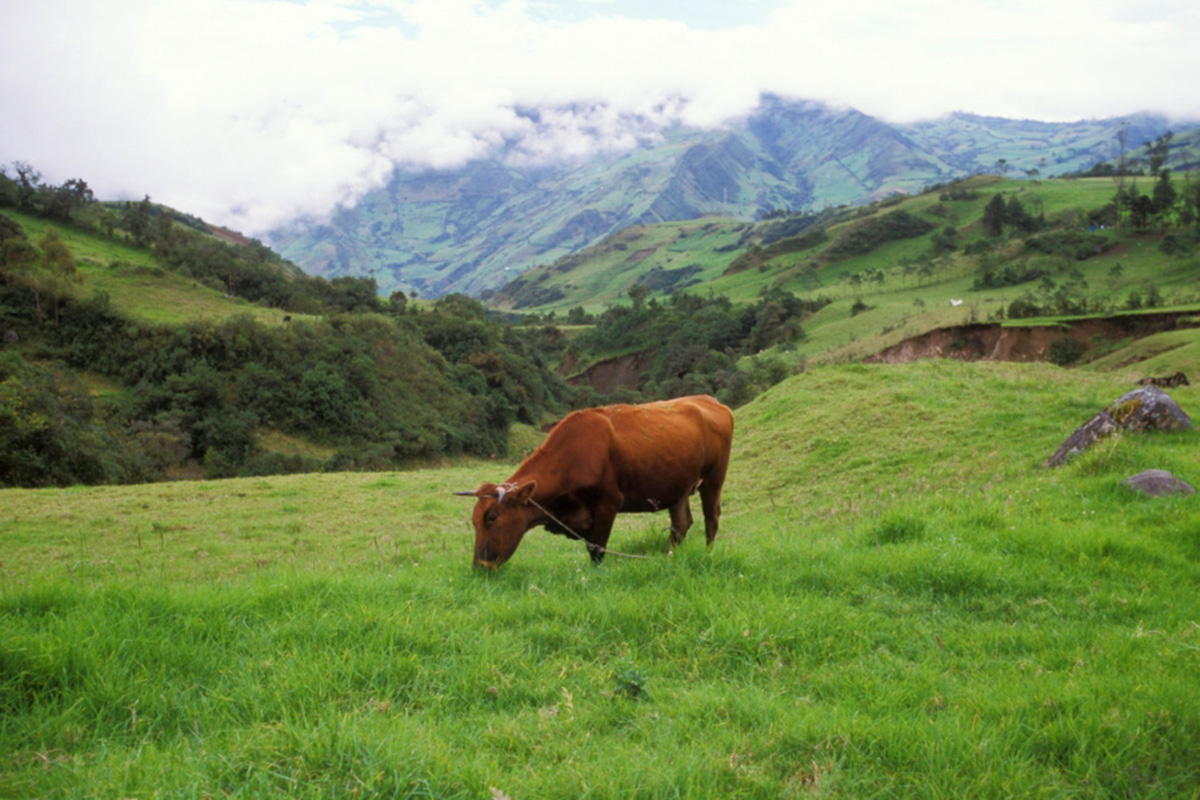 A cow grazes around mountains.