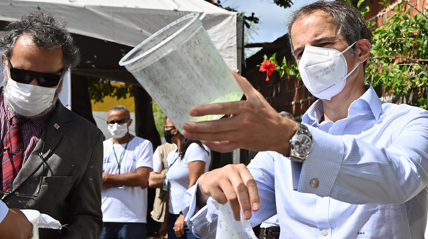 Grossi at a Sterile Insect Release Ceremony