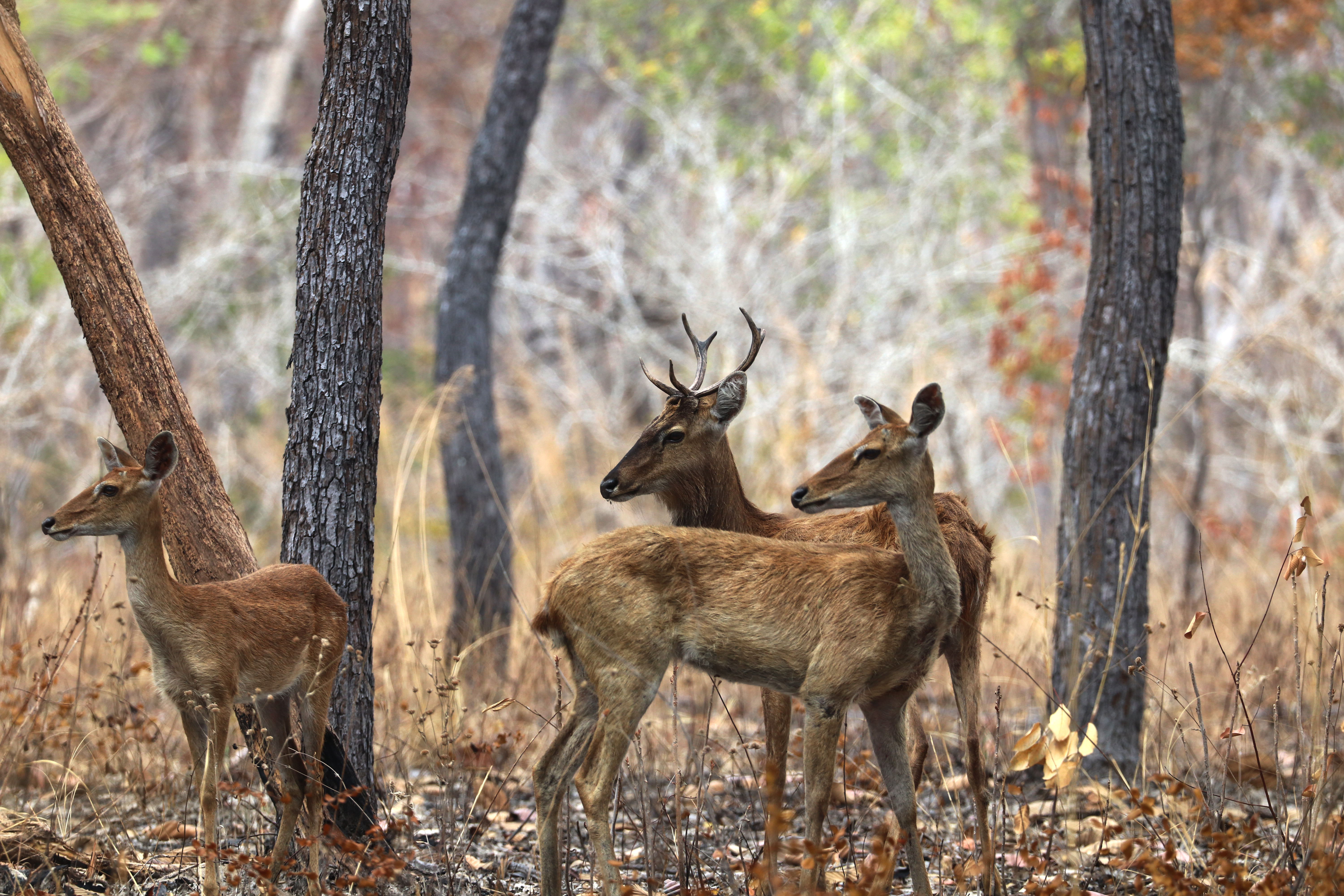 a female deer and two young deer in the woods