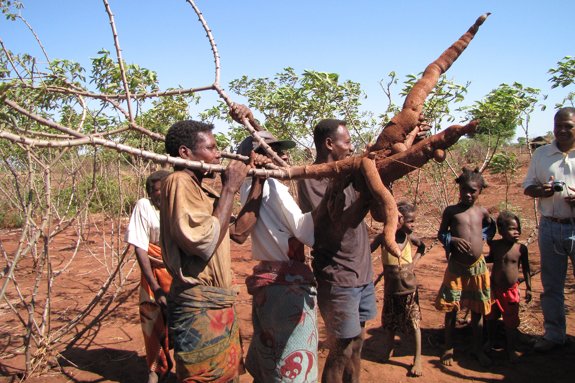 men carrying plant with roots