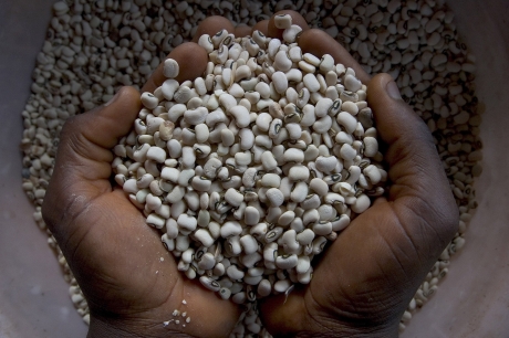 hands holding cowpeas