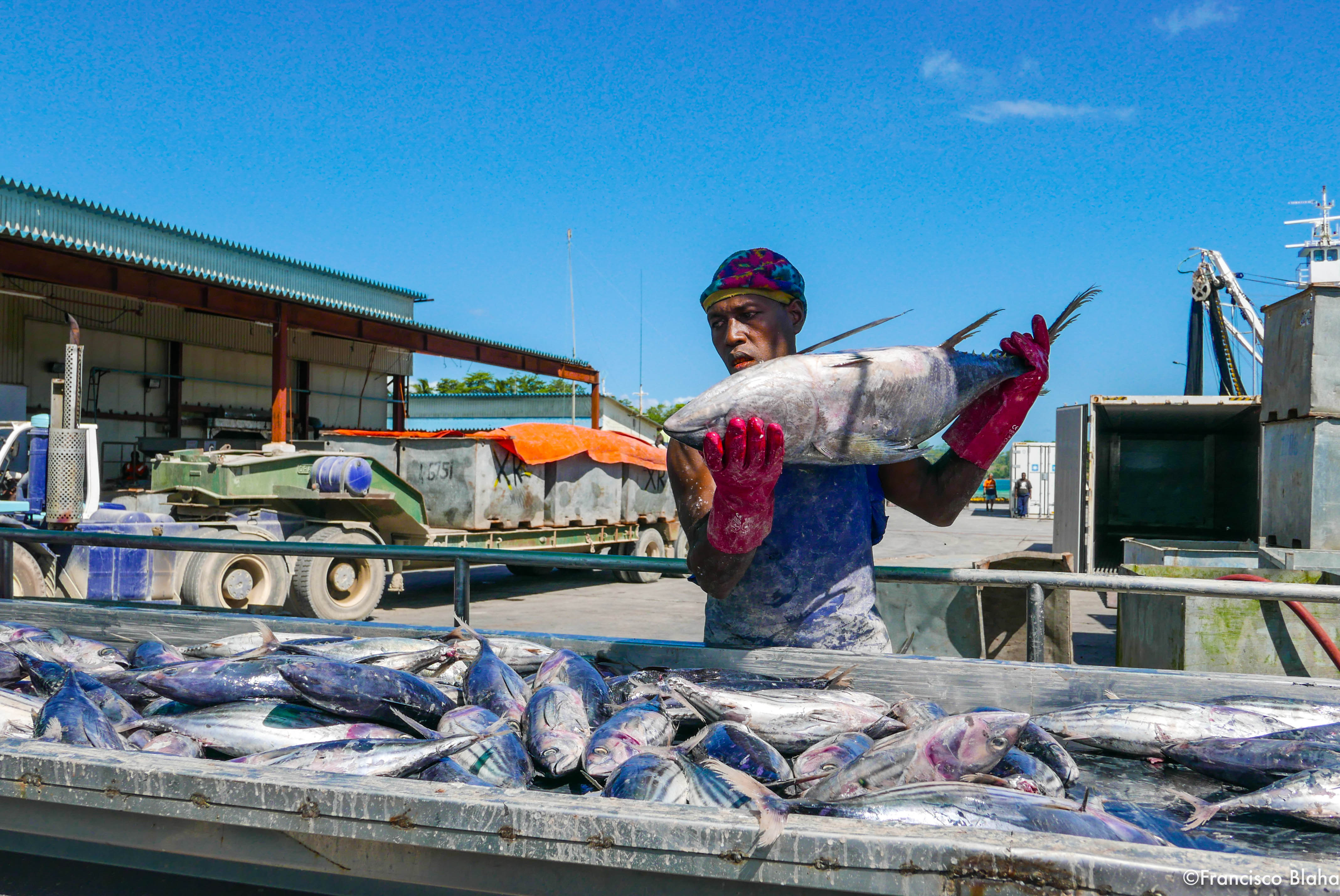 worker loading tuna