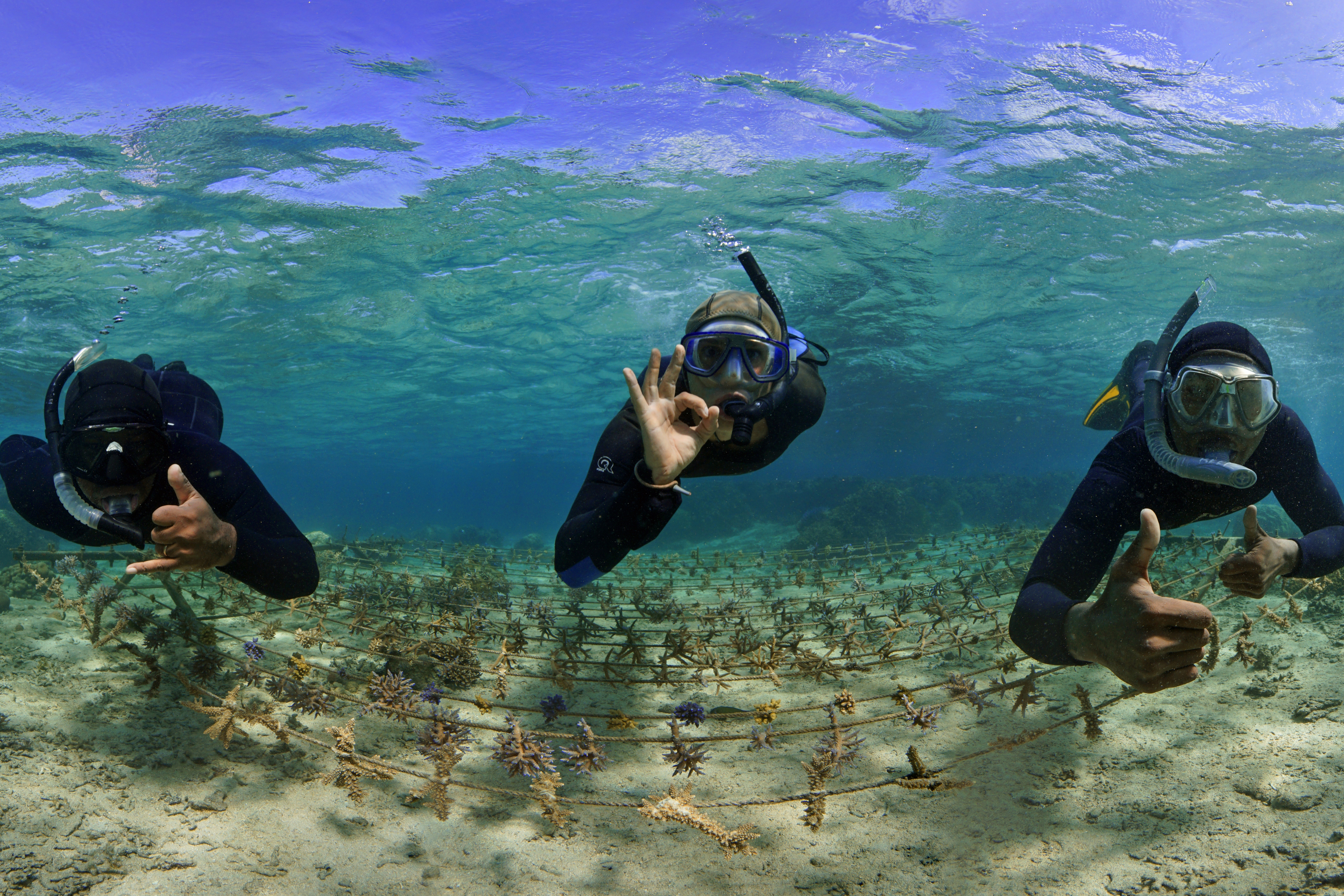 divers working on coral reef nursery