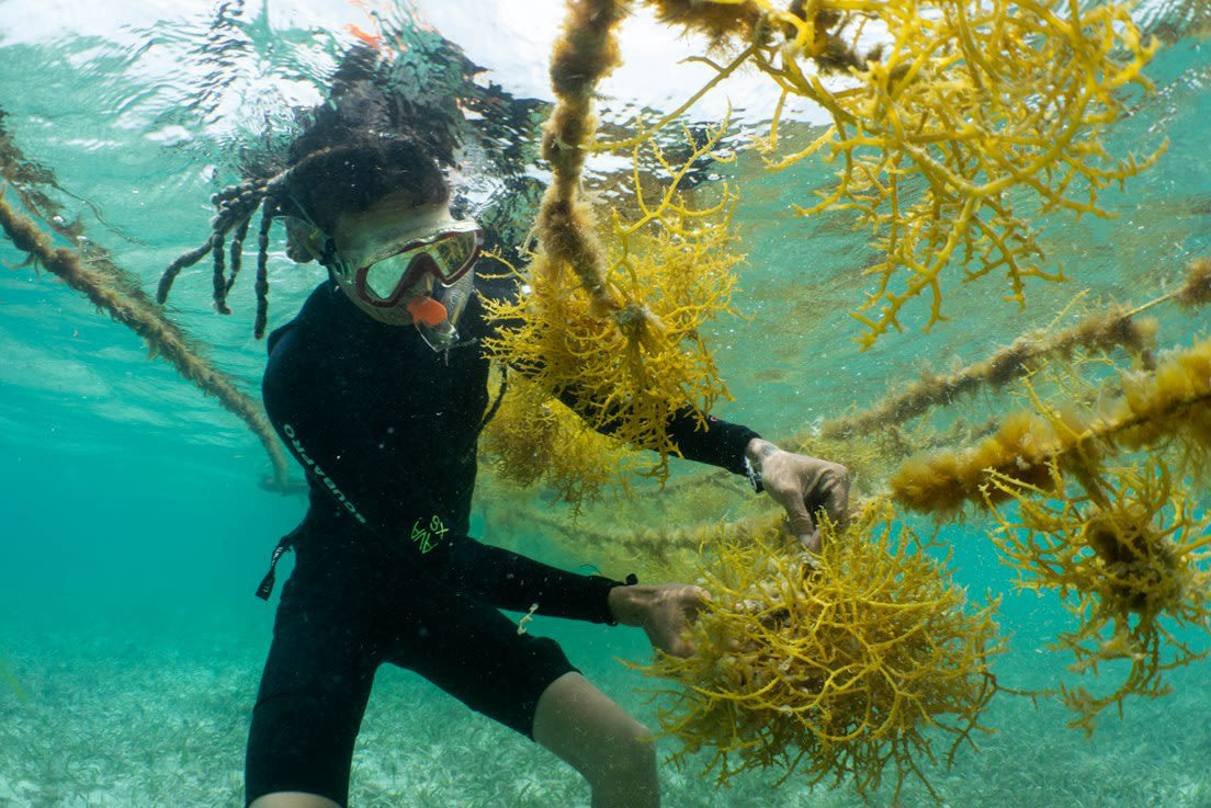 diver harvesting seaweed