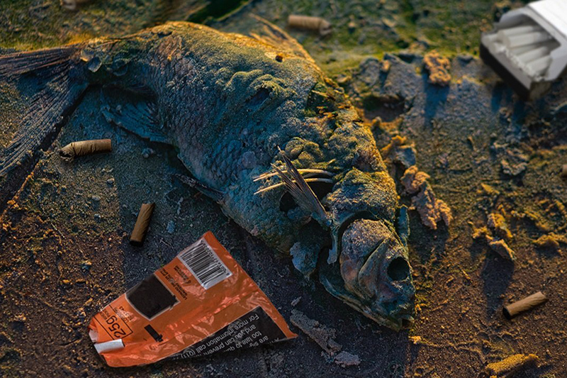 dead fish among cigarette butts