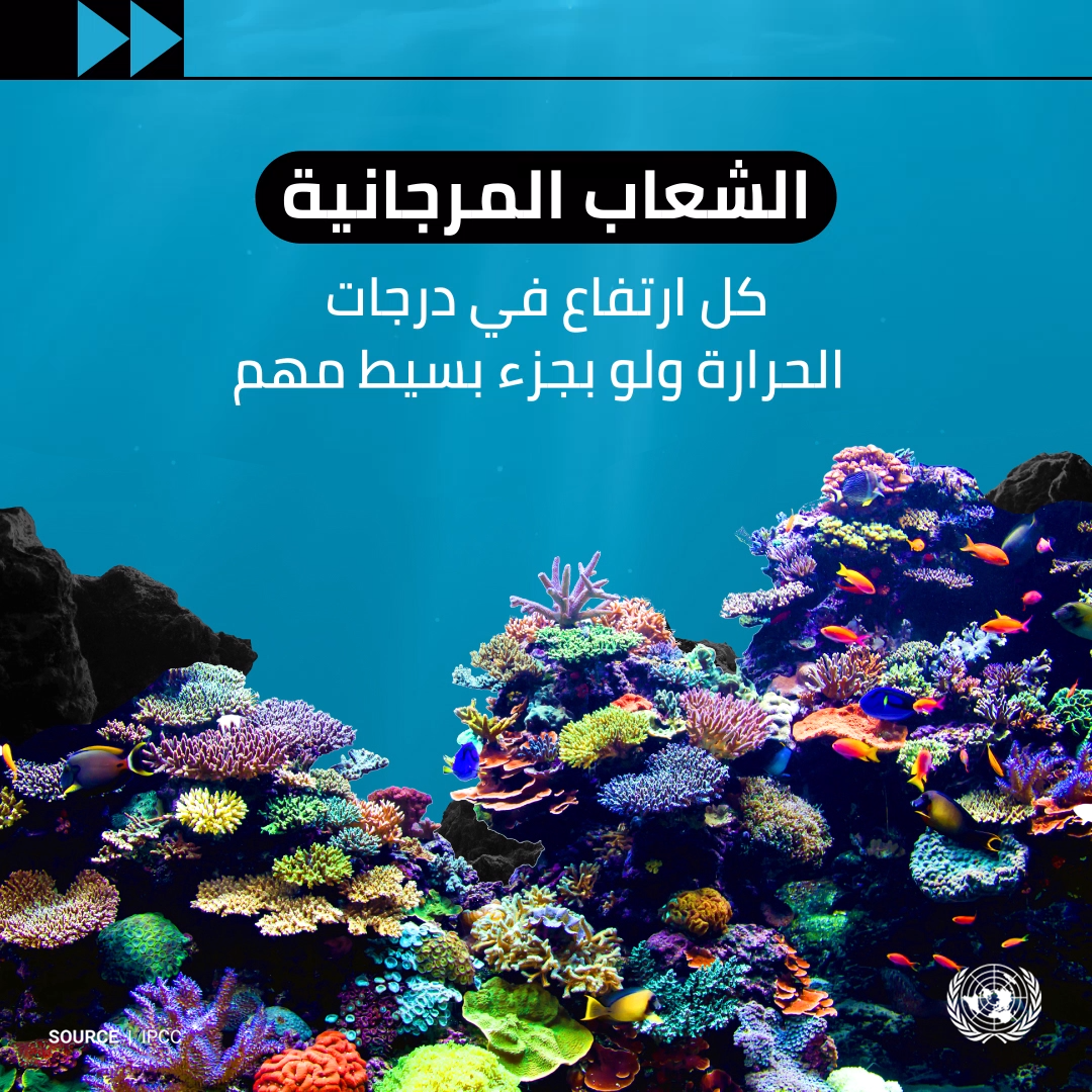 الشعاب المرجانية: كل جزء من الدرجة مهم. photocomposition: a turtle swimming in the ocean