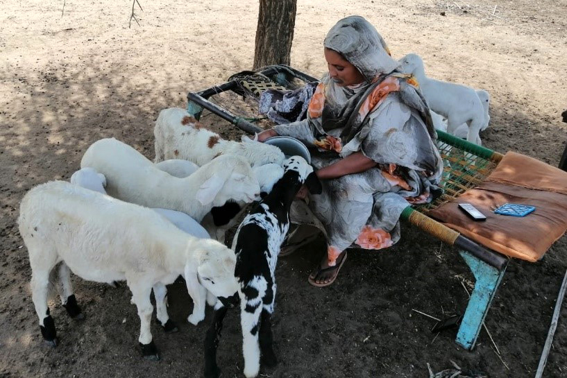 woman tends to her livestock