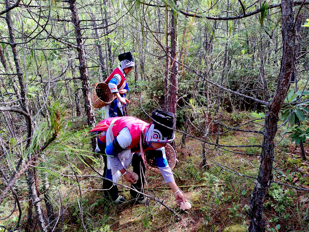 Two women in traditional dress collect mushrooms in the forest.