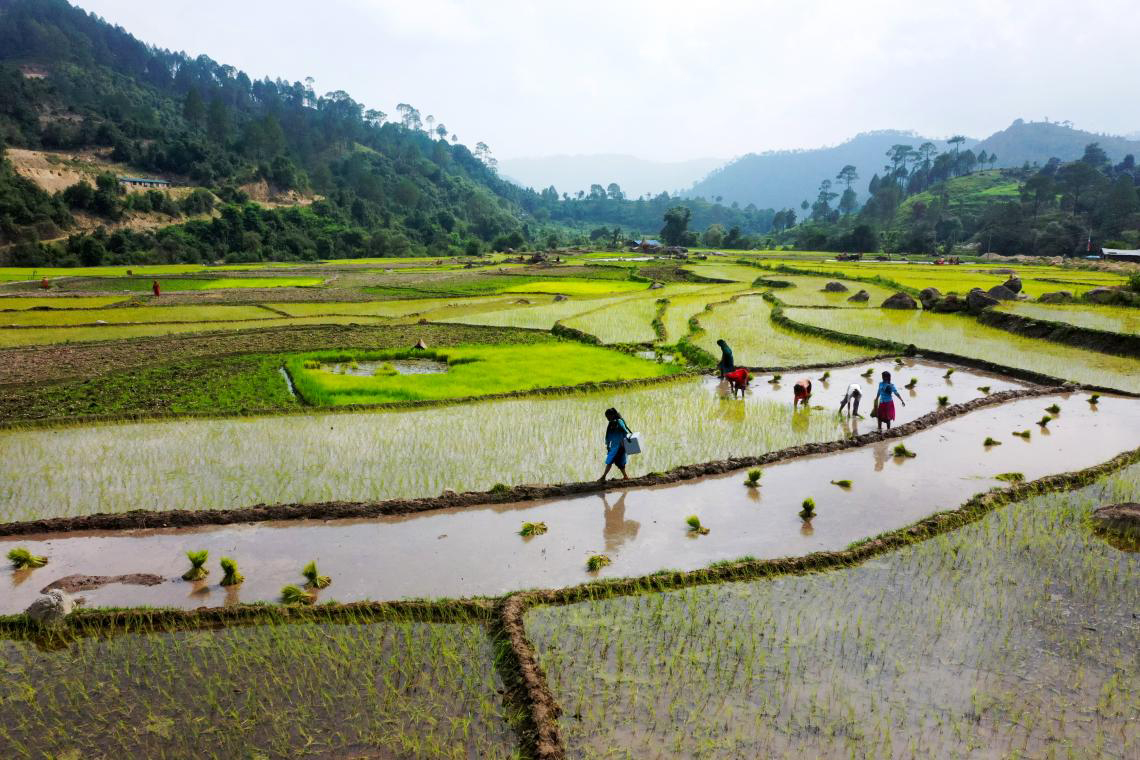 A woman carrying a cooler walking across flooded rice fields.