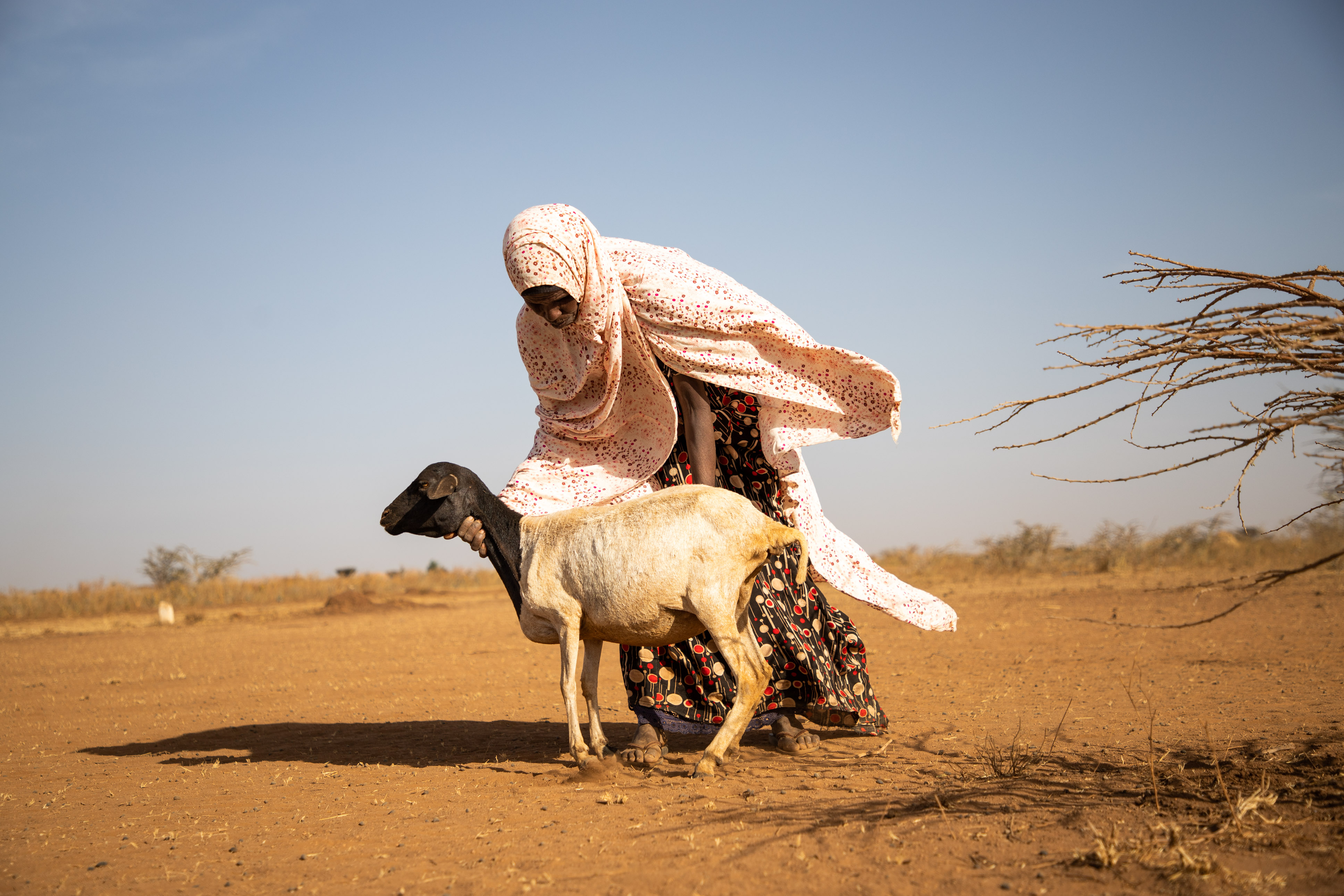 A woman, in a desert, holds a thin goat.